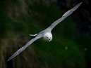 Fulmar