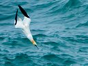 Gannet