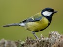 Great Tit