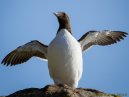 Guillemot