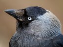 Jackdaw