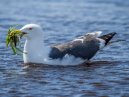 Lesser Black Backed Gull