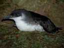 Manx Shearwater