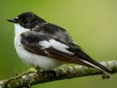 Pied Flycatcher