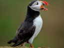 Puffin Calling
