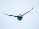Puffin Flight