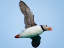 Puffin Flight