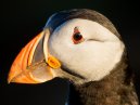 Puffin Head