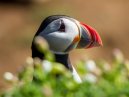 Puffin Head