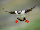 Puffin Landing