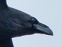 Raven