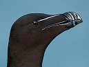 Razorbill