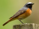 Redstart