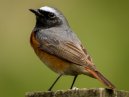 Redstart
