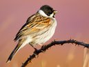 Reed Bunting
