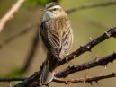 Sedge Warbler