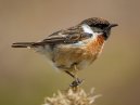 Stonechat