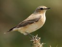 Wheatear