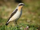 Wheatear