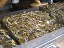 Blue Crabs