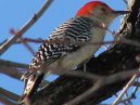 A Woodpecker in Central Park