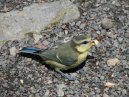 Blue Tit