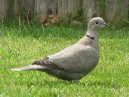 CollaredDove