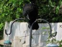 Crow