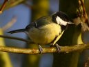 Great Tit