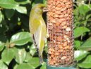 Greenfinch