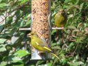 Greenfinches
