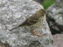 Meadow Pippit