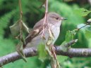 Spotted Flycatcher