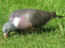 Wood Pigeon