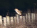 Barn Owl