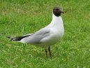 Black Headed Gull