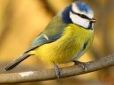 BlueTit