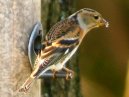 Brambling And Goldfinch