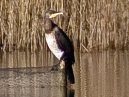 Cormorant