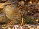 Dunnock