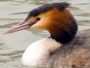 Great Crested Grebe