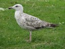 Herring Gull