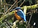 Kingfisher