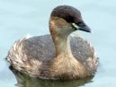 Little Grebe