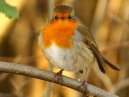 Robin