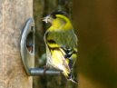 Siskin