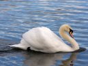 Swan