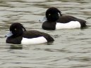 Tufted Ducks