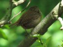 Wren