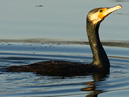 Cormorant